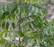 中醫(yī)中藥網(wǎng):白花敗醬安溪