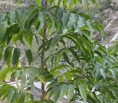 中醫(yī)中藥網(wǎng)