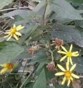 美人蕉 安溪100種常見(jiàn)中草藥大全