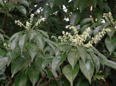 <b>中醫(yī)詳解筆羅子的藥用價(jià)值及其功效與應(yīng)用！</b>