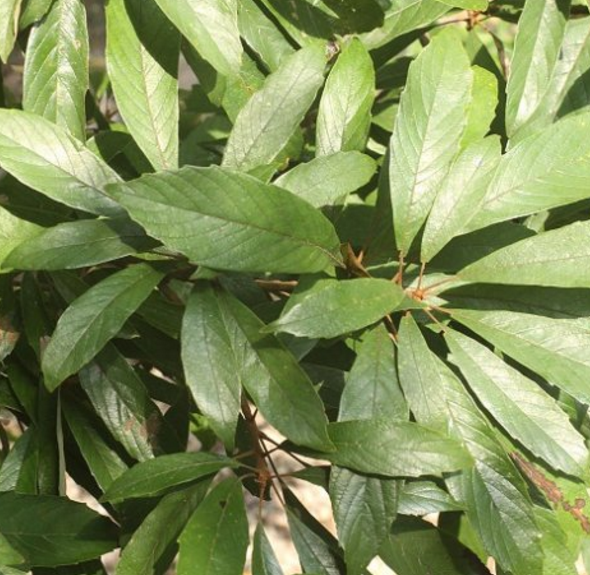 中藥材筆羅子的性狀特征及其藥用價(jià)值分析！