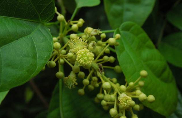 用中草藥希薟草作足浴可有效控制糖尿??！