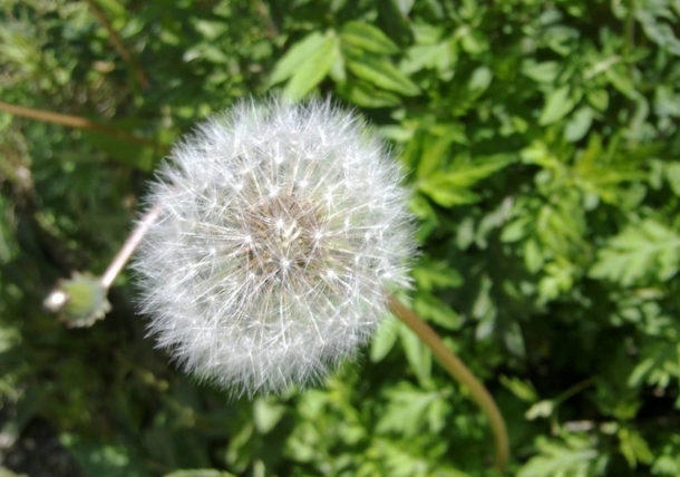 品嘗蒲公英茶不只是為它的功效，更為找回難忘的童年記憶！