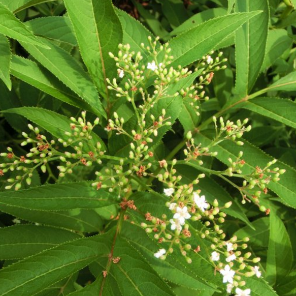 中藥血滿草的治病藥方總結(jié)！