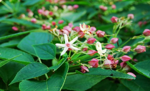 希薟草的果實(shí)