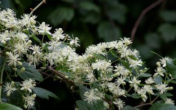 女萎的功效與作用
