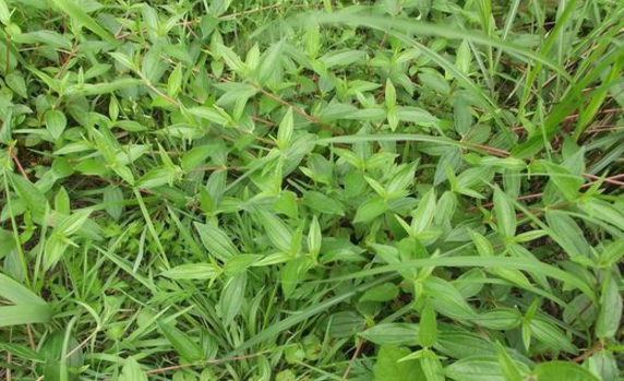 糯米藤的生長環(huán)境