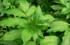 中藥蒴藋的原植物形態(tài)及其用法用量！