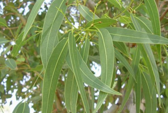 桉葉的藥材性狀鑒別