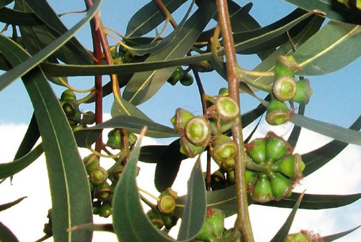 桉葉的生長環(huán)境及其分布