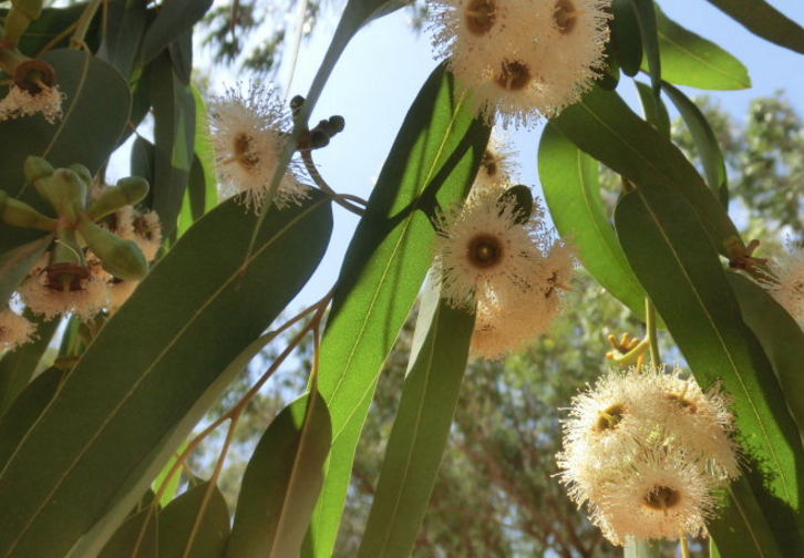 桉葉的功效與作用介紹