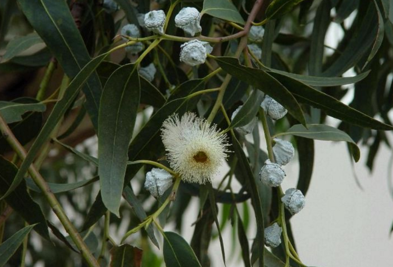 桉葉的原植物形態(tài)特征