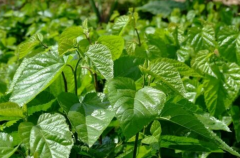 中老年人多喝桑葉茶，有助于養(yǎng)生保健，延年益壽！