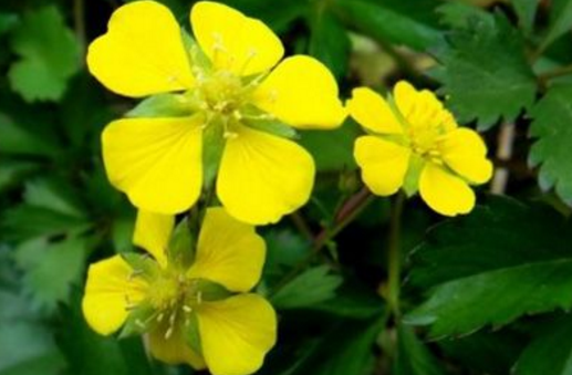 中藥五爪風(fēng)的圖片特征