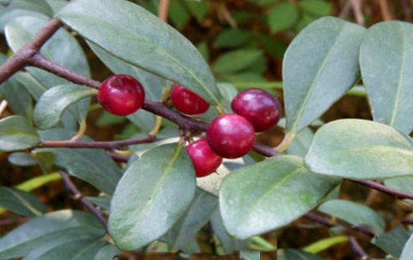 酸藤果的藥材性狀