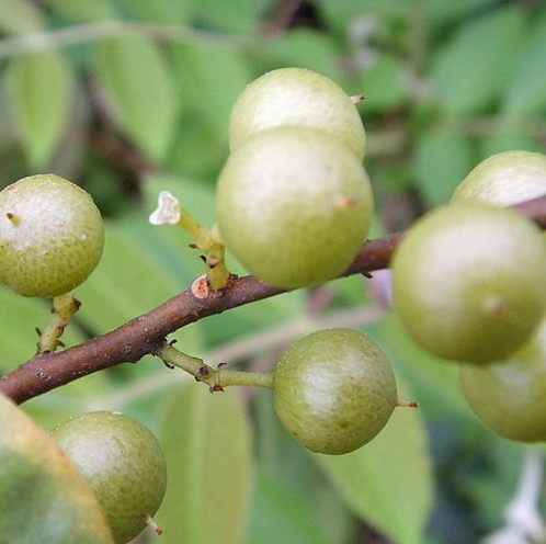 專家對(duì)酸藤果的營(yíng)養(yǎng)價(jià)值及色素成分的初步研究分析！