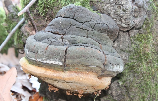 阿里紅的藥材鑒定