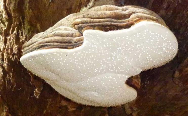 阿里紅的生長環(huán)境及其分布