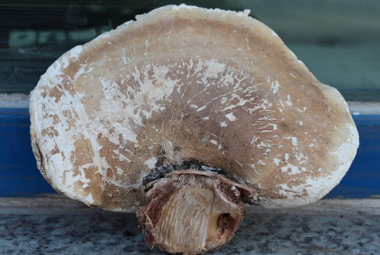 阿里紅的中藥材性狀鑒別