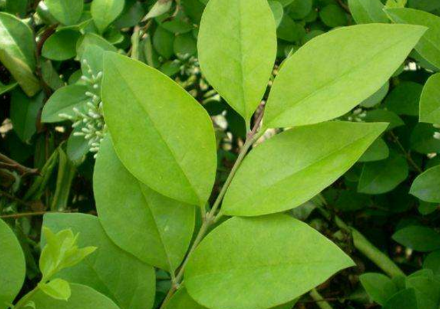 女貞葉的生長(zhǎng)環(huán)境及其分布