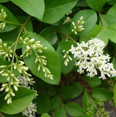 學(xué)會(huì)運(yùn)用女貞葉治療口瘡燒傷，解毒消腫的有奇效！