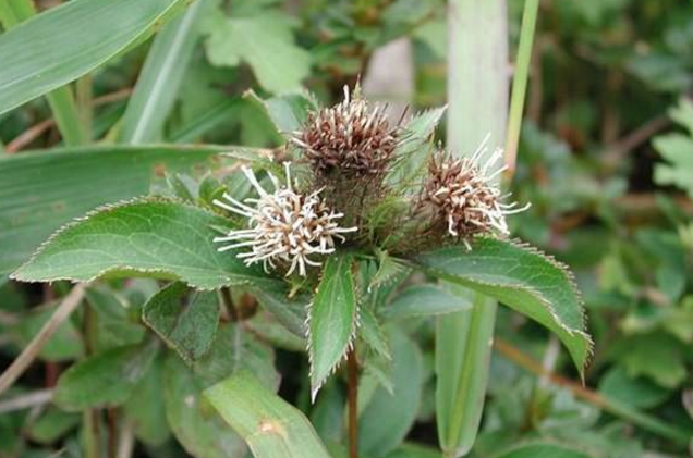 蒼術(shù)─茅蒼術(shù)的生長環(huán)境及其分布