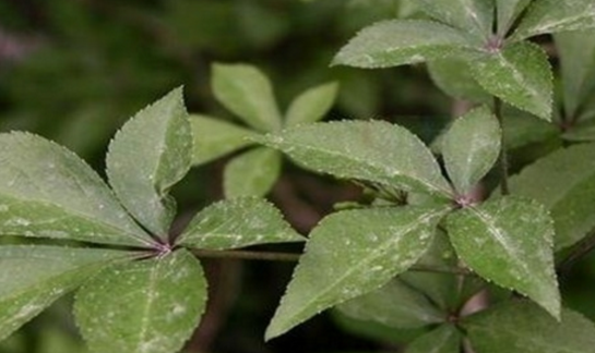 老中醫(yī)精選關(guān)于五爪風的最實用的五爪風偏方集錦！