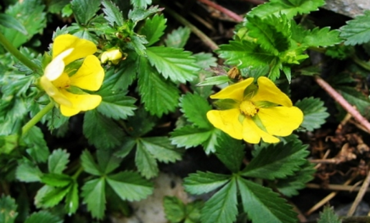 老中醫(yī)精選關(guān)于五爪風的最實用的五爪風偏方集錦！