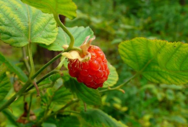 刺莓果的圖片