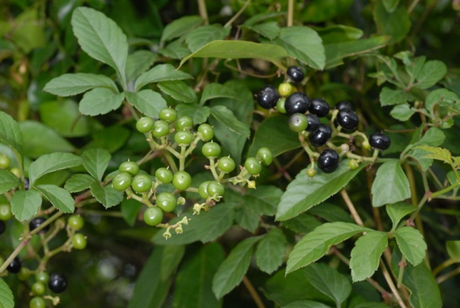 五爪風(fēng)的藥材鑒別