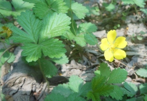 中藥五爪風(fēng)的功效與作用