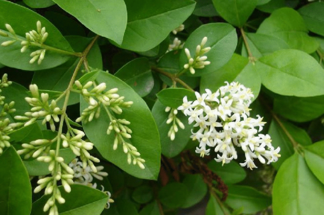 中藥女貞葉的圖片