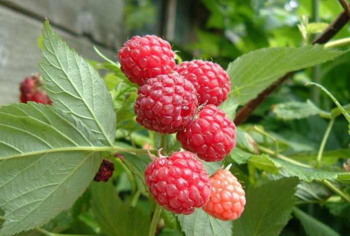 刺菠的藥用價值