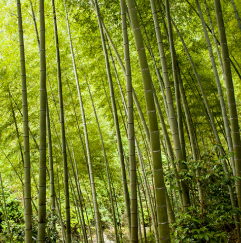 <b>中藥材慈竹的圖片特征及其生長特性！</b>