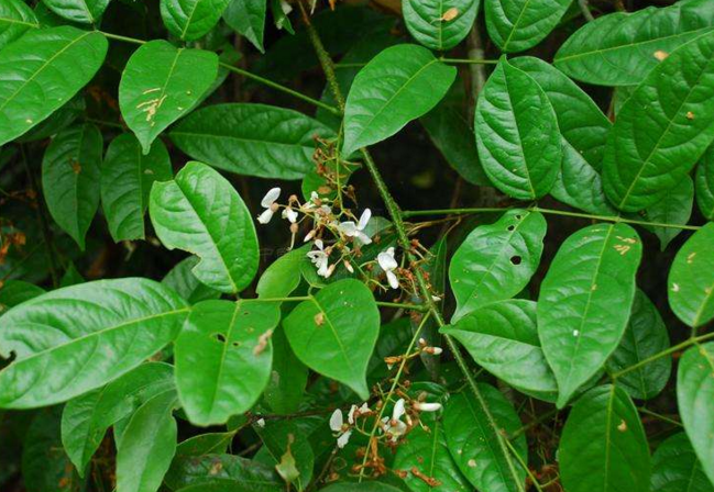 穿魚藤的藥材性狀