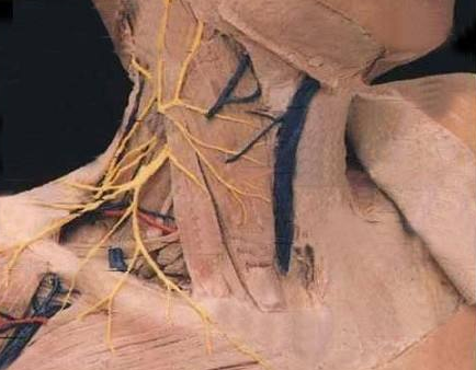 創(chuàng)傷窒息綜合征