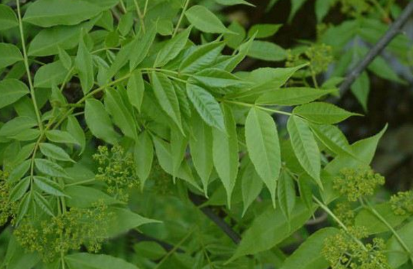 中藥樗白皮的圖片形態(tài)