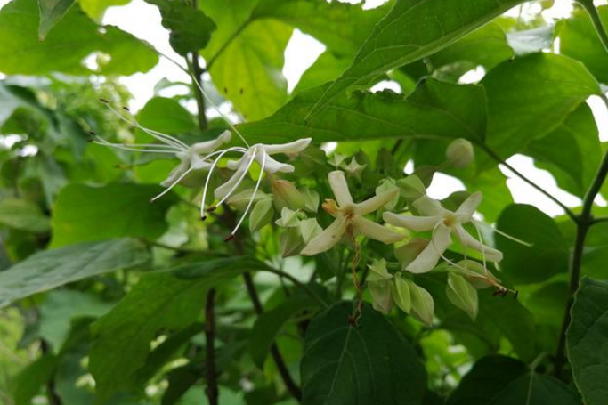 中藥臭梧桐葉的植物形態(tài)