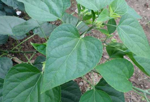 中藥臭梧桐葉的性狀鑒別