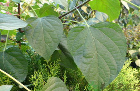 中藥臭梧桐葉的藥材性狀