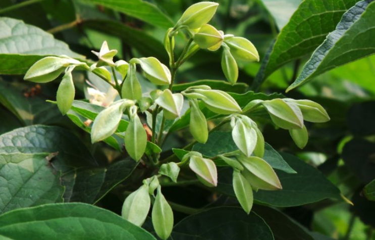 中藥臭梧桐的圖片