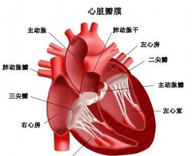 多系統(tǒng)器官功能衰竭的原因