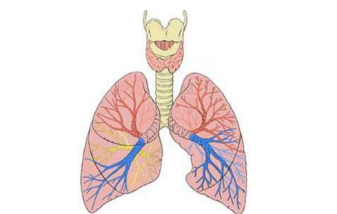 病毒性支氣管炎的圖片