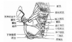 副神經(jīng)損傷的發(fā)病原因及其有哪些有效的治療方法？