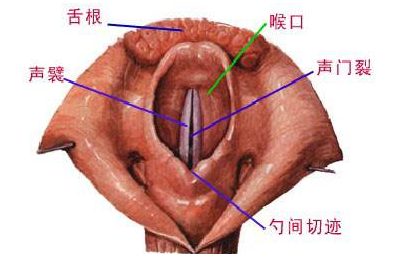 喉部鈍挫傷的示意圖