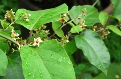 斷節(jié)參的植物形態(tài)