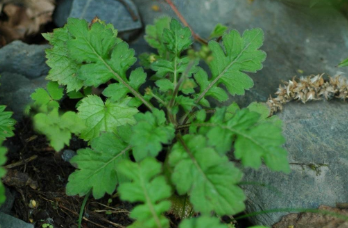 肚拉的植物形態(tài)
