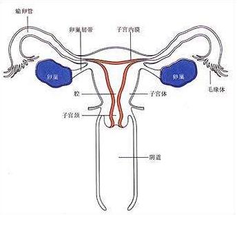 外陰瘙癢白帶多怎么辦？中醫(yī)教你幾種治療外陰瘙癢的方法