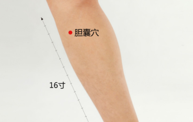 膽囊穴的位置