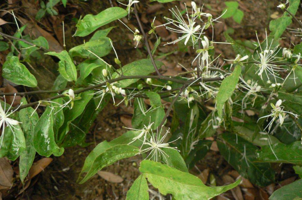 獨行千里的別名